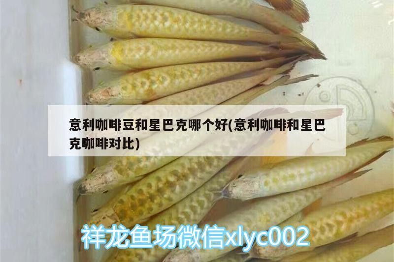 意利咖啡豆和星巴克哪個好(意利咖啡和星巴克咖啡對比)