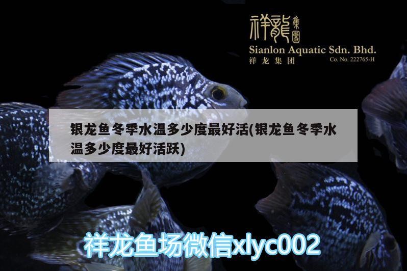 銀龍魚(yú)冬季水溫多少度最好活(銀龍魚(yú)冬季水溫多少度最好活躍)