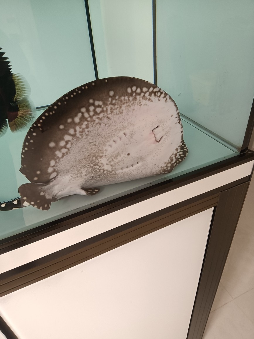 拍不出來效果啊