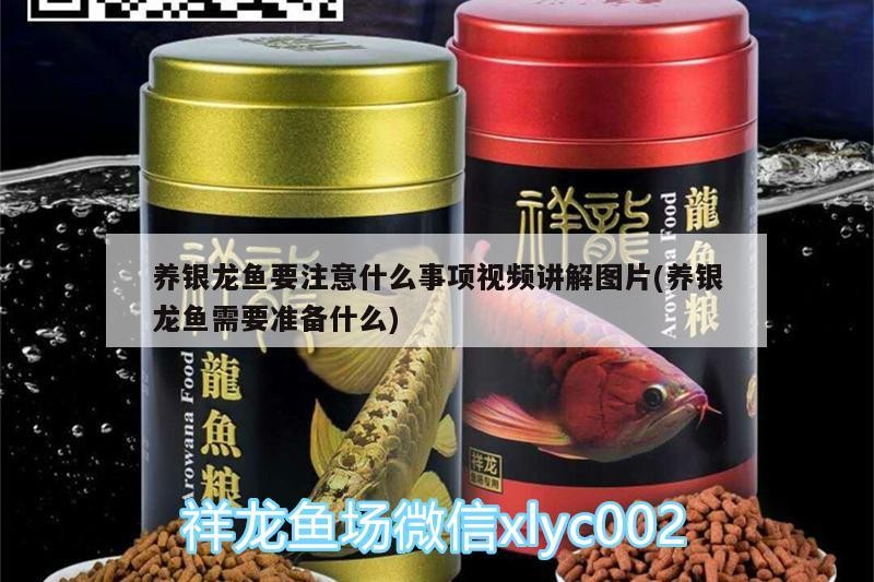 養銀龍魚要注意什么事項視頻講解圖片(養銀龍魚需要準備什么)