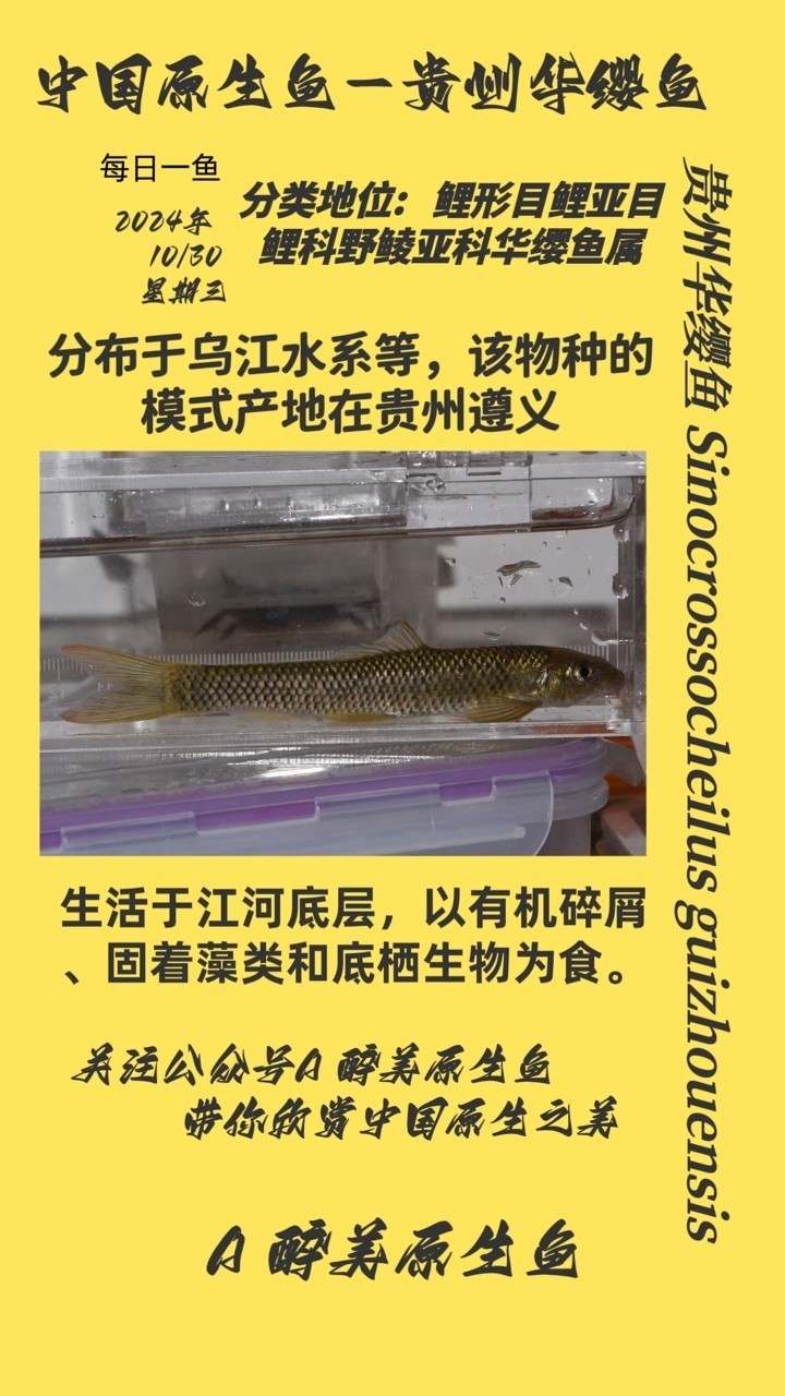 貴州華纓魚