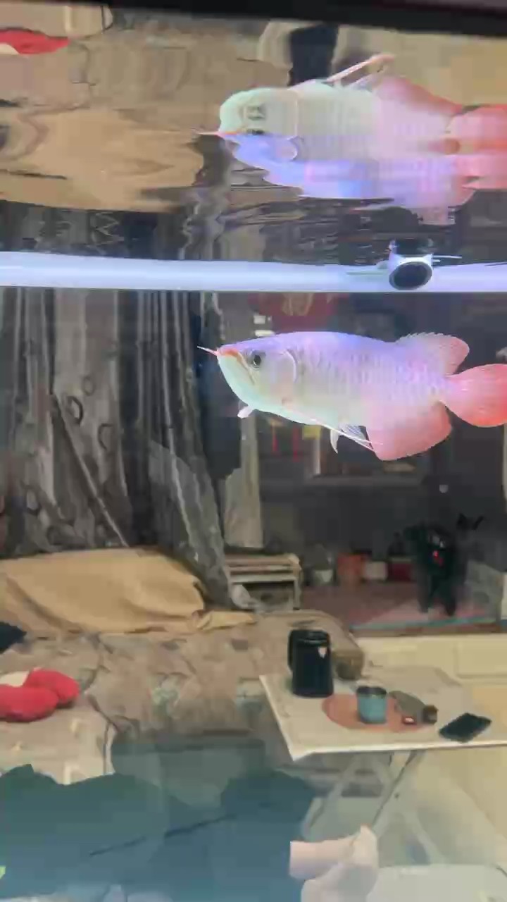 身上這兩天長寄生了 身上這兩天長寄生了 龍魚論壇