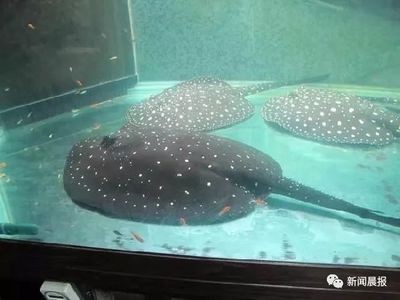 魟魚加鹽多了翻肚怎么治：魟魚加鹽過多導致翻肚怎么治