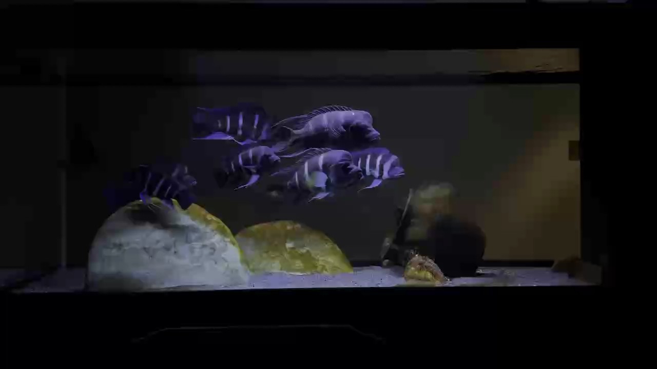 魚缸用增氧泵價格是多少:魚缸增氧機-xtrac增氧機-xtrac增氧機 魚缸臟了,該擦擦了! 龍魚論壇 魚缸臟了,該擦擦了! 魚缸臟了,該擦擦了! 龍魚論壇
