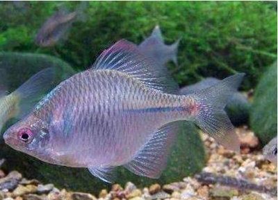 本地野生觀賞魚有哪些（野生魚變“觀賞魚”的背后）