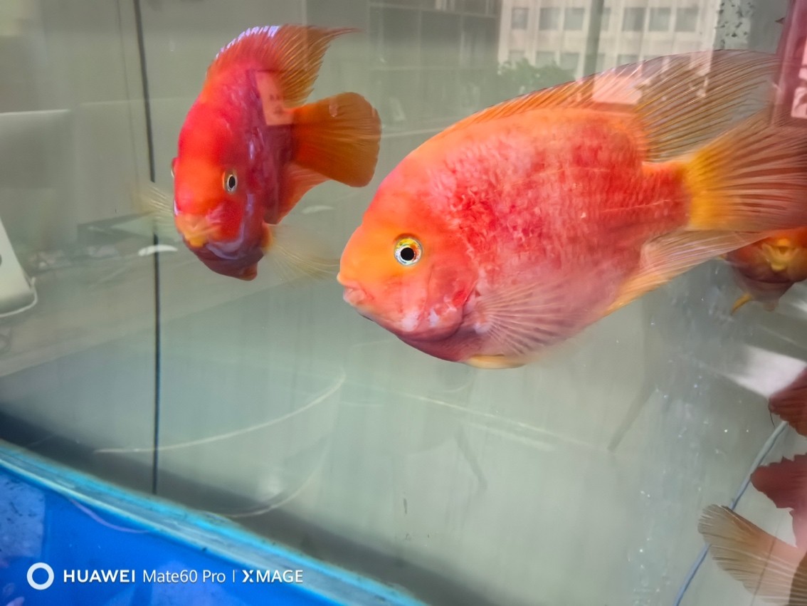 求助 各位大神 這魚是咋了 怎么救