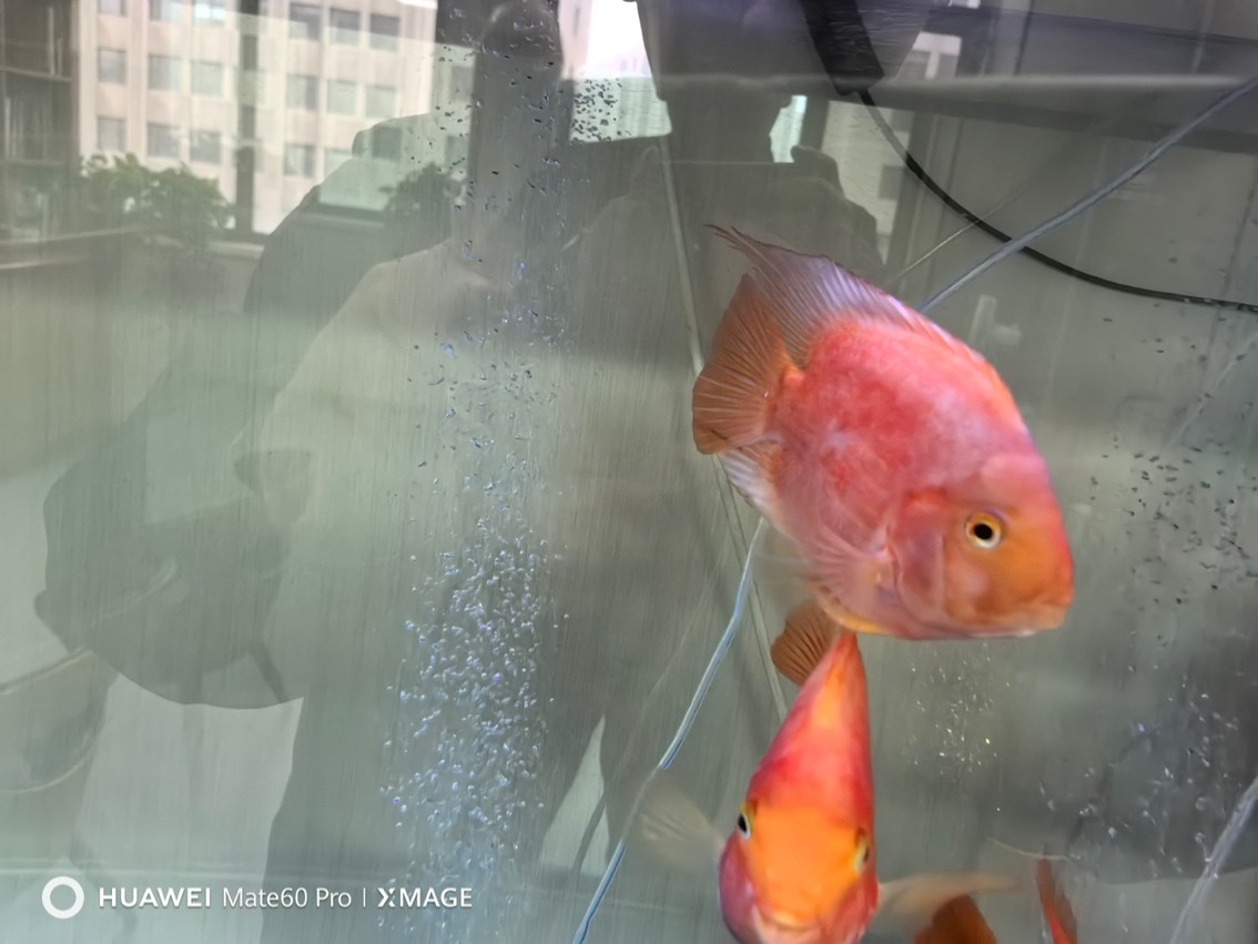 求助 各位大神 這魚是咋了 怎么救
