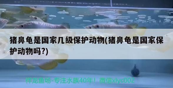 豬鼻龜是國家幾級保護動物(豬鼻龜是國家保護動物嗎?)