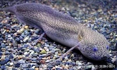 肺魚能吃嗎（肺魚的生存奧秘） 肺魚能吃嗎（肺魚的生存奧秘） 老魚匠 第1張