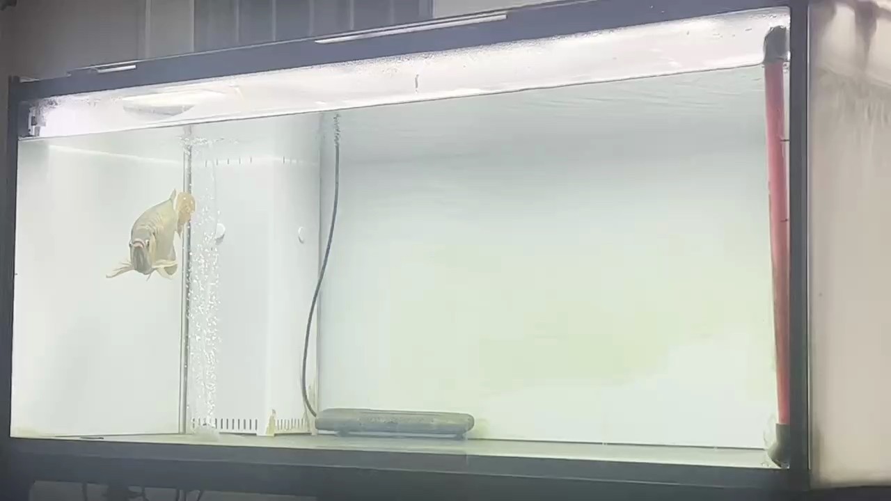 大牛水回來(lái)第一天