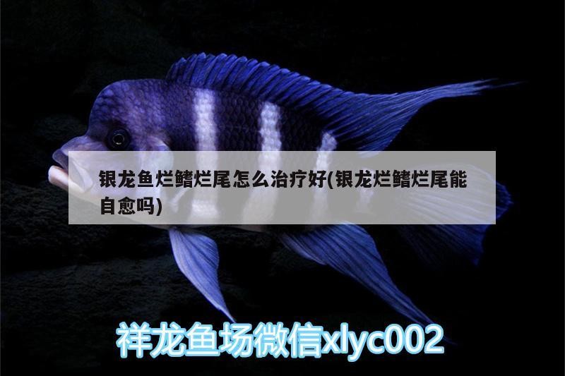 銀龍魚爛鰭爛尾怎么治療好(銀龍爛鰭爛尾能自愈嗎)