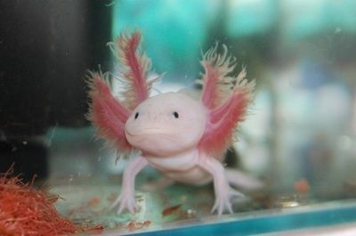 大白片可以治療龍魚腸炎嗎怎么用藥vs祥龍魚場(chǎng)：大白片在治療龍魚腸炎中的應(yīng)用 大白片可以治療龍魚腸炎嗎怎么用藥vs祥龍魚場(chǎng)：大白片在治療龍魚腸炎中的應(yīng)用 vs祥龍魚場(chǎng) 第5張