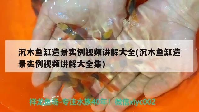 沉木魚(yú)缸造景實(shí)例視頻講解大全(沉木魚(yú)缸造景實(shí)例視頻講解大全集)