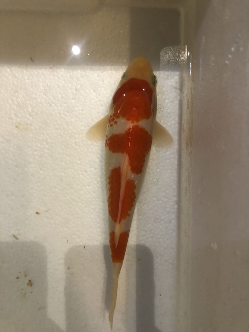東河區木子堂玉器店
