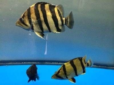觀賞魚印尼虎：印尼虎魚是一種美麗且具有挑戰(zhàn)性的觀賞性的觀賞魚類 觀賞魚印尼虎：印尼虎魚是一種美麗且具有挑戰(zhàn)性的觀賞性的觀賞魚類 虎魚百科 第2張