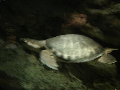 豬鼻龜多久可以長到20公分：豬鼻龜多久可以長到20公分的殼