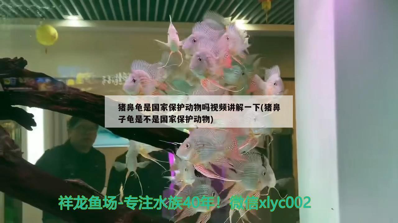 詳細(xì)閱讀:豬鼻龜是國(guó)家保護(hù)動(dòng)物嗎視頻講解一下(豬鼻子龜是不是國(guó)家保護(hù)動(dòng)物) 豬鼻龜是國(guó)家保護(hù)動(dòng)物嗎視頻講解一下(豬鼻子龜是不是國(guó)家保護(hù)動(dòng)物)