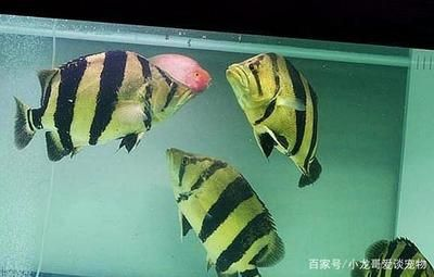 印尼虎魚飼養技巧和方法：印尼虎魚飼養技巧和方法，