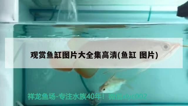 觀賞魚缸圖片大全集高清(魚缸圖片)