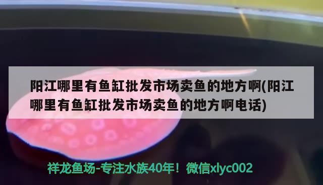 陽江哪里有魚缸批發市場賣魚的地方啊(陽江哪里有魚缸批發市場賣魚的地方啊電話)