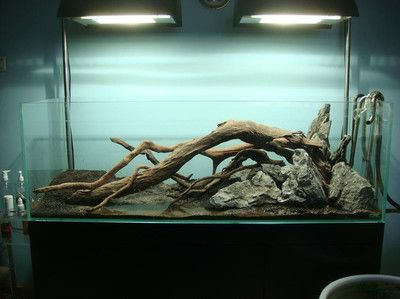 50cm的魚缸造景設計：50cm魚缸造景設計技巧