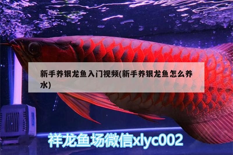 新手養銀龍魚入門視頻(新手養銀龍魚怎么養水)