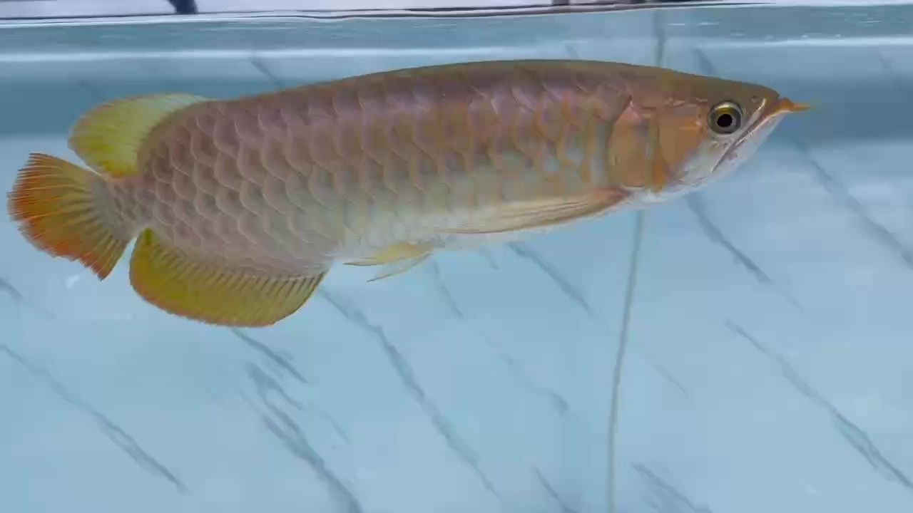 魚缸用增氧泵價格是多少:魚缸增氧機-xtrac增氧機-xtrac增氧機 萬吉 龍魚論壇 萬吉 萬吉 龍魚論壇