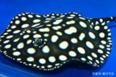 黑白魟魚能長多大：黑白魟魚的生長潛力