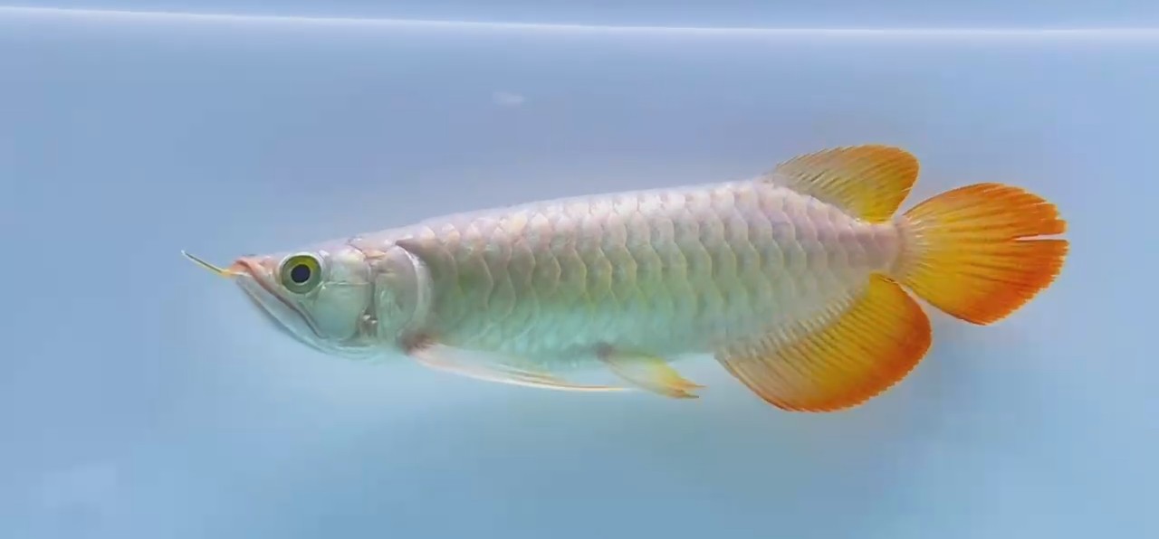 食用紅龍魚大概多少錢：紅龍魚價格查詢