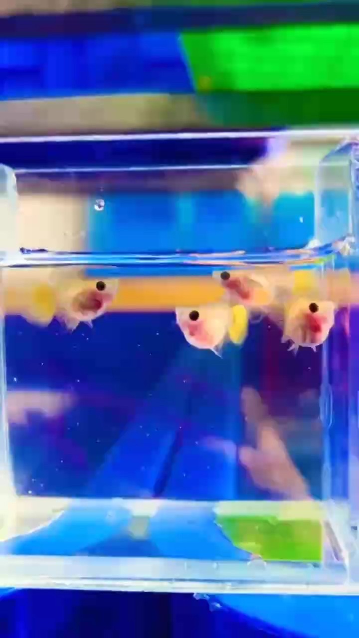 黃金玻璃貓球體孔雀魚#孔雀魚 #稀有孔雀魚#高端孔雀魚 黃金玻璃貓球體孔雀魚#孔雀魚 #稀有孔雀魚#高端孔雀魚 龍魚論壇