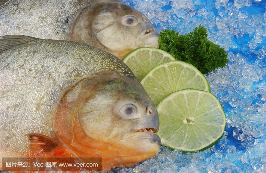 10cm虎魚吃什么：10cm虎魚的飲食選擇較為多樣