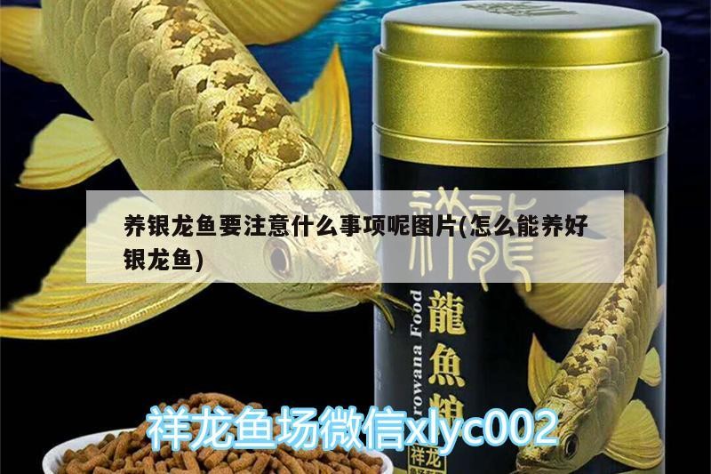 養銀龍魚要注意什么事項呢圖片(怎么能養好銀龍魚) 銀龍魚百科 第2張 養銀龍魚要注意什么事項呢圖片(怎么能養好銀龍魚) 養銀龍魚要注意什么事項呢圖片(怎么能養好銀龍魚) 銀龍魚百科 第2張