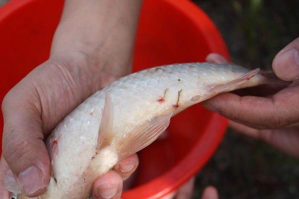 老魚匠水泵怎么調(diào)到需要的流量(老魚匠水泵喂食功能)