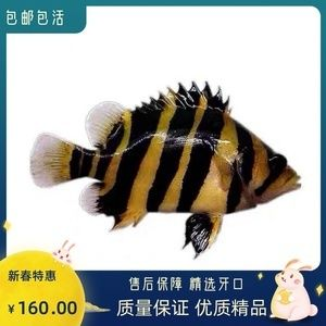 小虎魚苗吃什么：小虎魚吃什么