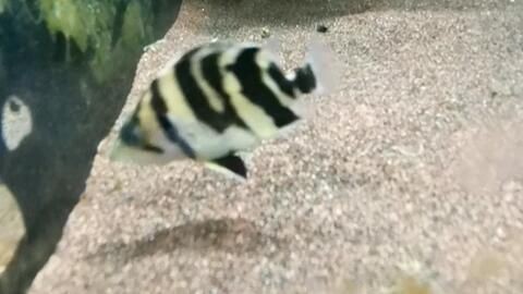 虎魚多長時間喂一次：虎魚的喂食頻率主要取決于其食性和飼養(yǎng)者的偏好