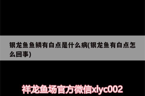 銀龍魚魚鱗有白點是什么病(銀龍魚有白點怎么回事)