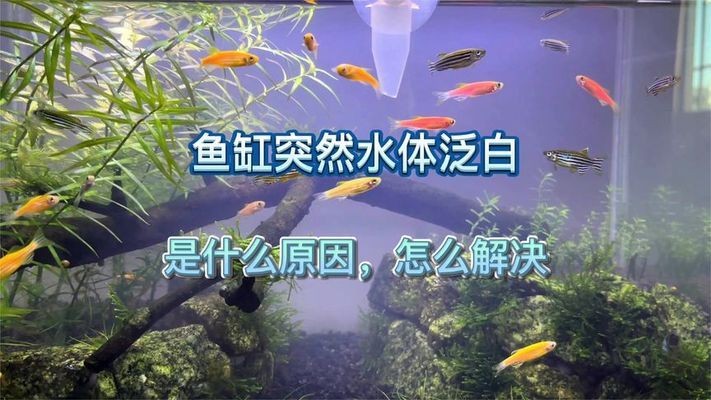 創寧加熱棒111和008哪個好（創寧加熱棒111和008有啥區別）