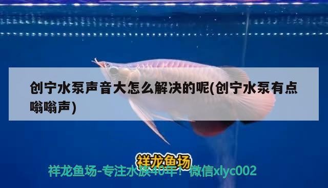 創寧水泵聲音大怎么解決的呢(創寧水泵有點嗡嗡聲)