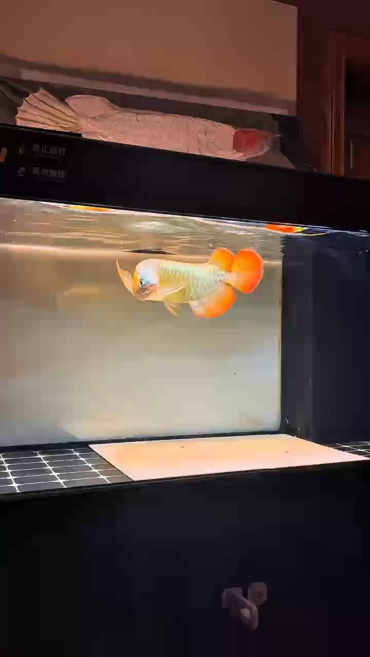 狀態太好也不行