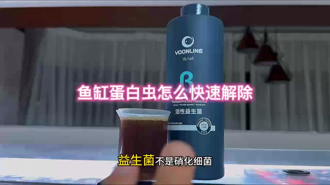 魚缸蛋白蟲怎么快速解決