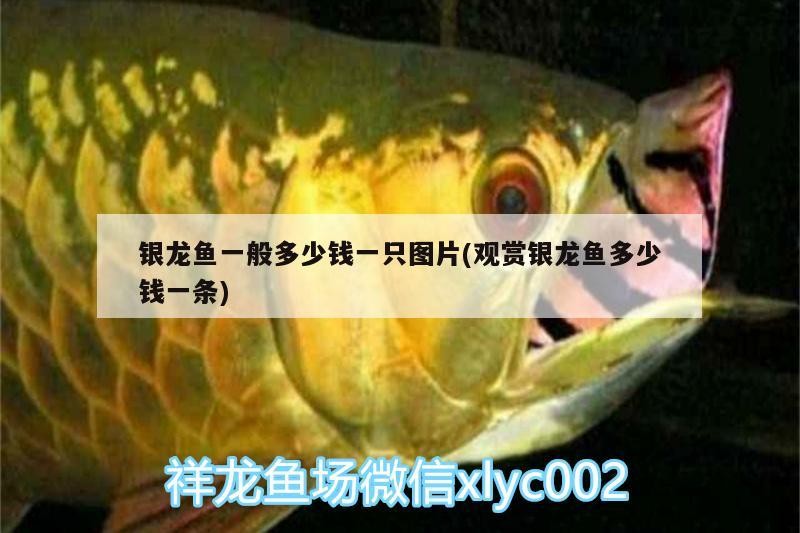 銀龍魚一般多少錢一只圖片(觀賞銀龍魚多少錢一條) 銀龍魚一般多少錢一只圖片(觀賞銀龍魚多少錢一條) 銀龍魚百科