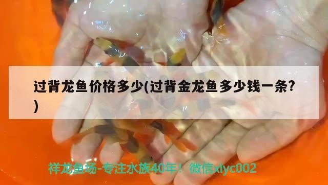 過背龍魚價格多少(過背金龍魚多少錢一條?)