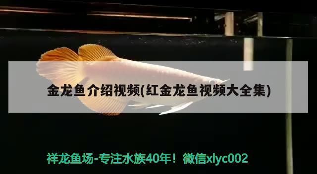 伊罕加熱棒一直工作：伊罕加熱棒工作指示燈 伊罕加熱棒一直工作：伊罕加熱棒工作指示燈 伊罕水族 第3張