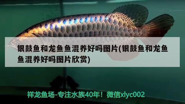銀鼓魚和龍魚魚混養好嗎圖片(銀鼓魚和龍魚魚混養好嗎圖片欣賞)