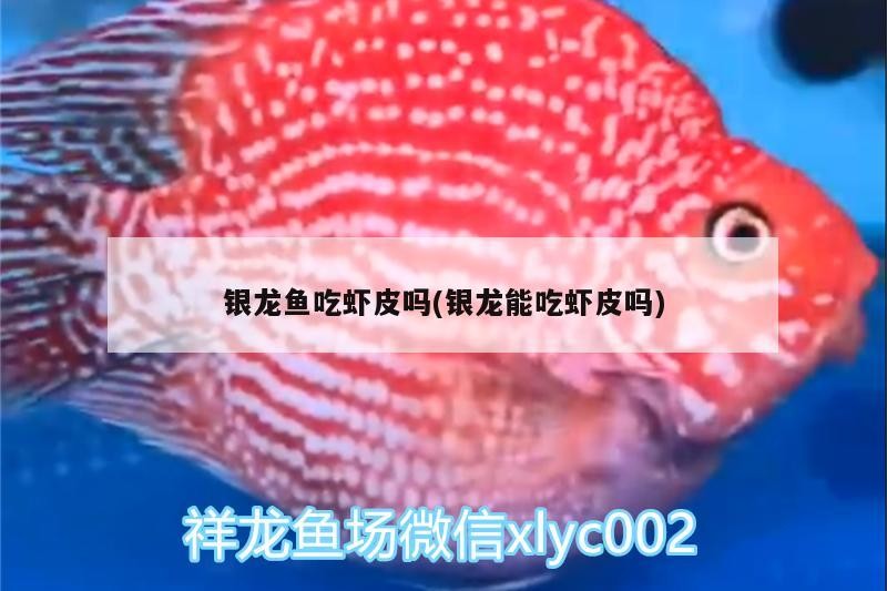 魚缸用增氧泵價格是多少:魚缸增氧機-xtrac增氧機-xtrac增氧機 銀龍魚吃蝦皮嗎(銀龍能吃蝦皮嗎) 銀龍魚百科 銀龍魚吃蝦皮嗎(銀龍能吃蝦皮嗎) 銀龍魚吃蝦皮嗎(銀龍能吃蝦皮嗎) 銀龍魚百科