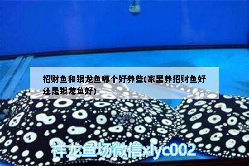招財魚和銀龍魚哪個好養些(家里養招財魚好還是銀龍魚好)
