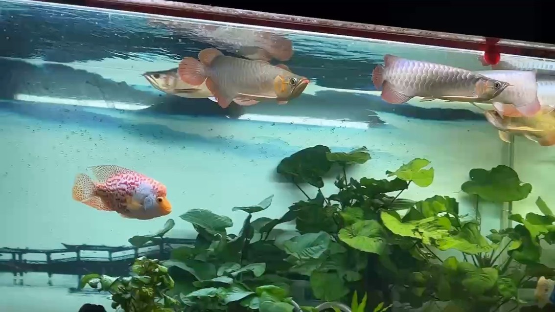 好久沒更新了。 好久沒更新了。 龍魚論壇