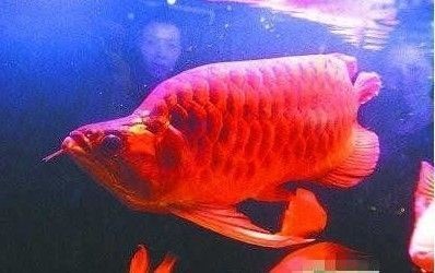 紅龍魚長到多大能變成紅色：紅龍魚變紅的詳細過程