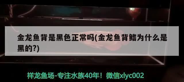 過背金龍魚背上都黑的怎么回事：如何改善過背金龍魚水質(zhì)，過背金龍魚營養(yǎng)均衡飼料選擇 過背金龍魚背上都黑的怎么回事：如何改善過背金龍魚水質(zhì)，過背金龍魚營養(yǎng)均衡飼料選擇 金龍魚百科 第1張