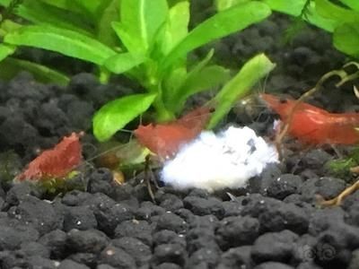 龍魚得水霉菌怎么處理好得快